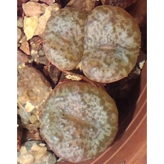 C.obcordellum v. ceresianum (Ceres) - Seed